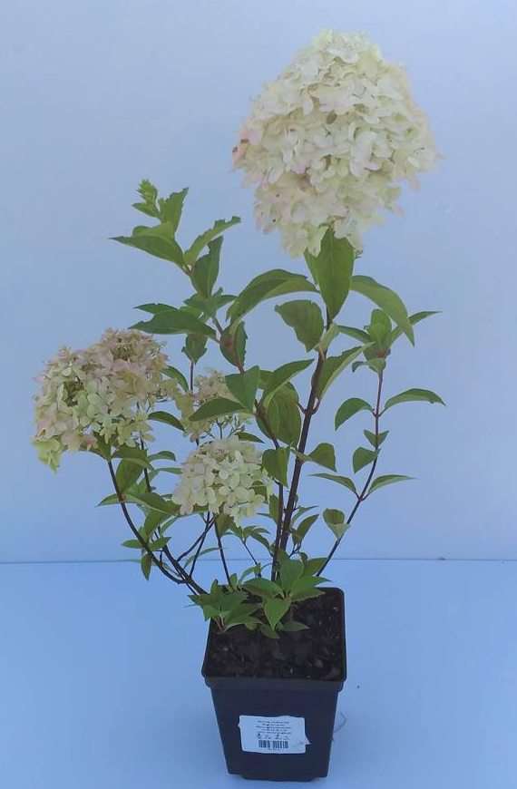 Hortensja bukietowa Silver Dollar Hydrangea paniculata 1l