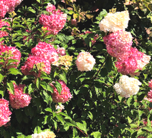 Hortensja bukietowa Vanille Fraise Hydrangea paniculata 1l