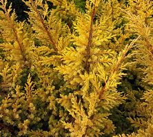 Jałowiec chiński Goldfern Juniperus chinensis  9-1l