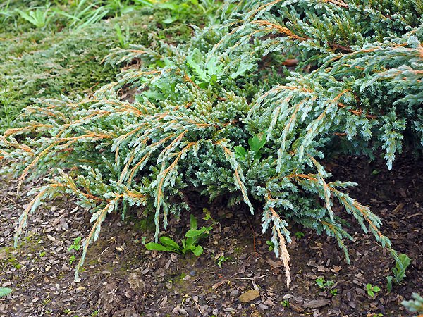 Jałowiec łuskowaty Blue Spider Juniperus Squamata 1l