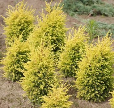 Jałowiec pospolity Suecica Aurea Juniperus communis 1,5 - 3l