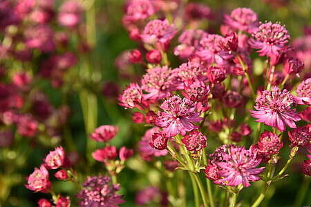 Jarzmianka większa Cerise Button Astrantia Major 9-1l