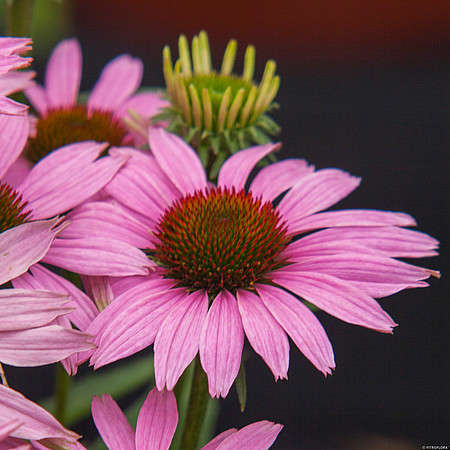 Jeżówka Fountain Light Purple Echinacea 9