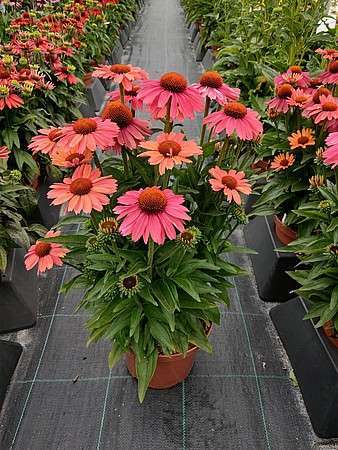 Jeżówka Meditation Cerise Echinacea 0,5l