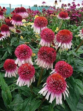 Jeżówka Strawberry and Cream Echinacea 9