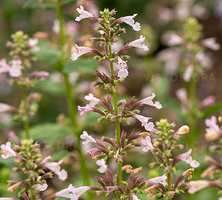 Kocimiętka wielkokwiatowa Dawn to Dusk Nepeta grandiflora 1l