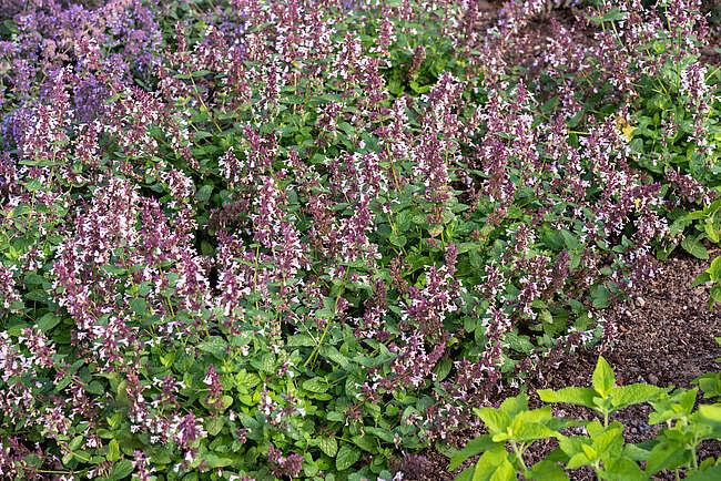 Kocimiętka wielkokwiatowa Florina Nepeta grandiflora 1l