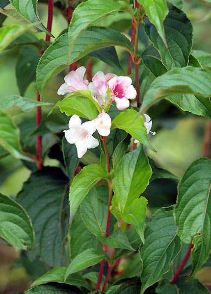 Krzewuszka Cudowna Styriaca Weigela florida 0,5 - 1l