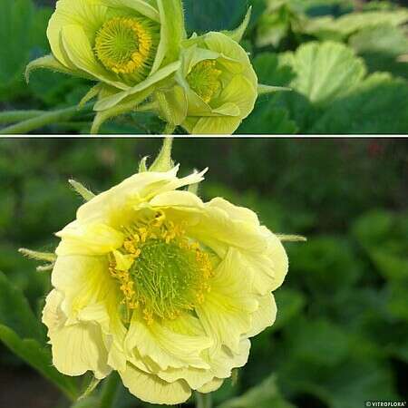 Kuklik Tales of Hex Geum 9