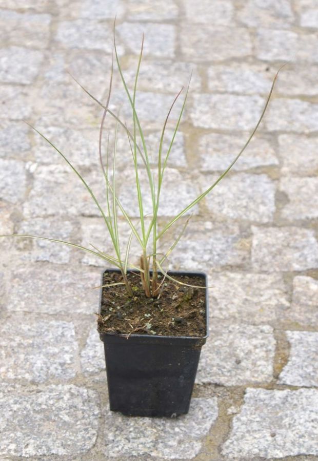 Miskant Chiński Sarabande Miscanthus Sinensis1l