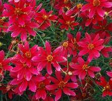 Nachyłek okółkowy Ruby Red Coreopsis Verticilata 9 