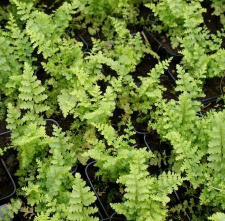 Narecznica Samcza Barnesi Dryopteris filix-mas 9