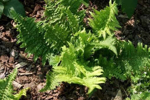 Narecznica Samcza Crispa Cristata Dryopteris filix-mas 9