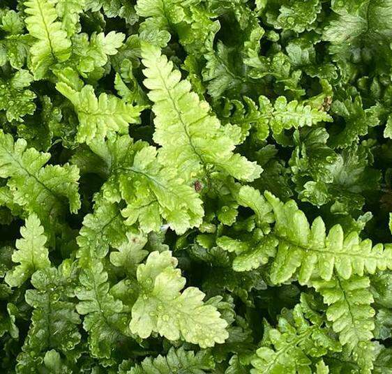 Narecznica mocna Crispa Congesta Dryopteris affinis 