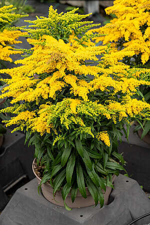 Nawłoć Golden Dwarf Solidago 1l