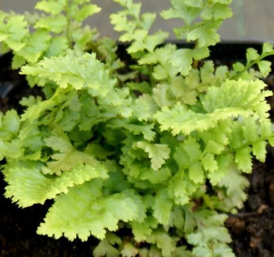 Paprotnik Szczecinkozębny Proliferum Wollastonii Polystichum Setiferum