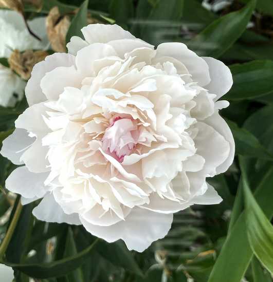 Piwonia Chińska Madame Edouard Doriat Peonia (Paeonia) 2-3l