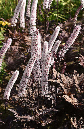 Pluskwica prosta Pink Spike Actaea simplex (Cimicifuga racemosa) 1l