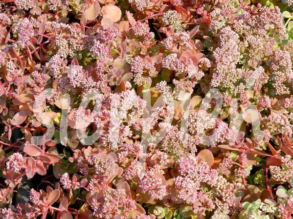 Rozchodnik SunSparkler Lime Zinger Sedum 9