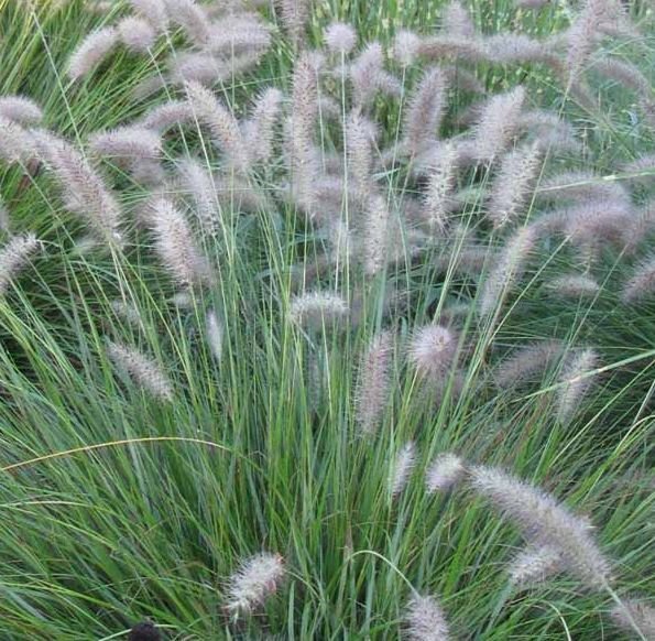 Rozplenica Japońska Cassian Pennisetum Alopecuroides 9