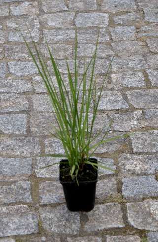 Rozplenica Japońska Viridescens Pennisetum Alopecuroides 9