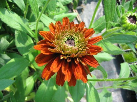 Rudbekia Cherokee Sunset Rudbeckia hirta 9