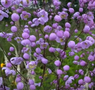 Rutewka dwuskrzydłowa, Hewitt’s Double Thalictrum delavayi 1l