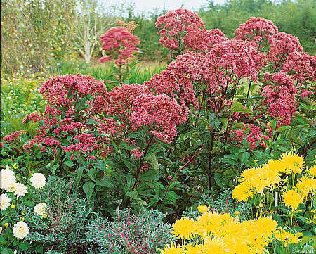 Sadziec plamisty Atropurpureum Eupatorium maculatum 1l