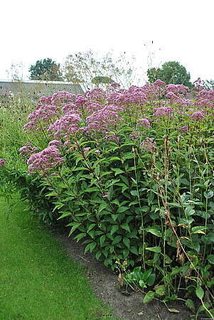 Sadziec plamisty Phantom Eupatorium maculatum 1l