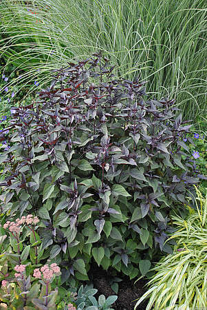 Sadziec purpurowy Chocolate  Eupatorium purpureum 9