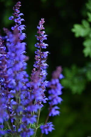 Szałwia Carina Salvia hybryda 1l