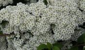 Tawuła nippońska Snowmound Spiraea nipponica 9-1l