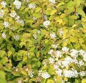 Tawuła van Houtte'a Gold Fountain Spiraea ×vanhouttei 1l