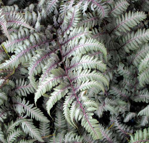 Wietlica japońska Silver Falls Athyrium Niponicum 9