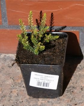 Wrzosiec darlejski Velvet Passion Erica Darleyensis 9