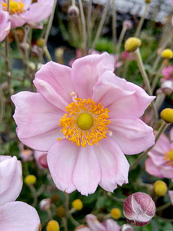 Zawilec Konigin Charlotte Anemone Hybrida