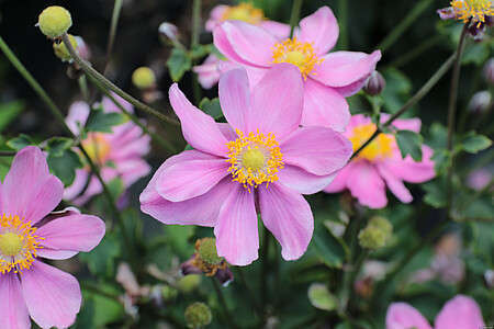 Zawilec Little Breeze Pink Anemone Hybrida 9