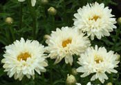 Złocień Wielki Victorian Secret Leucanthemum 1l